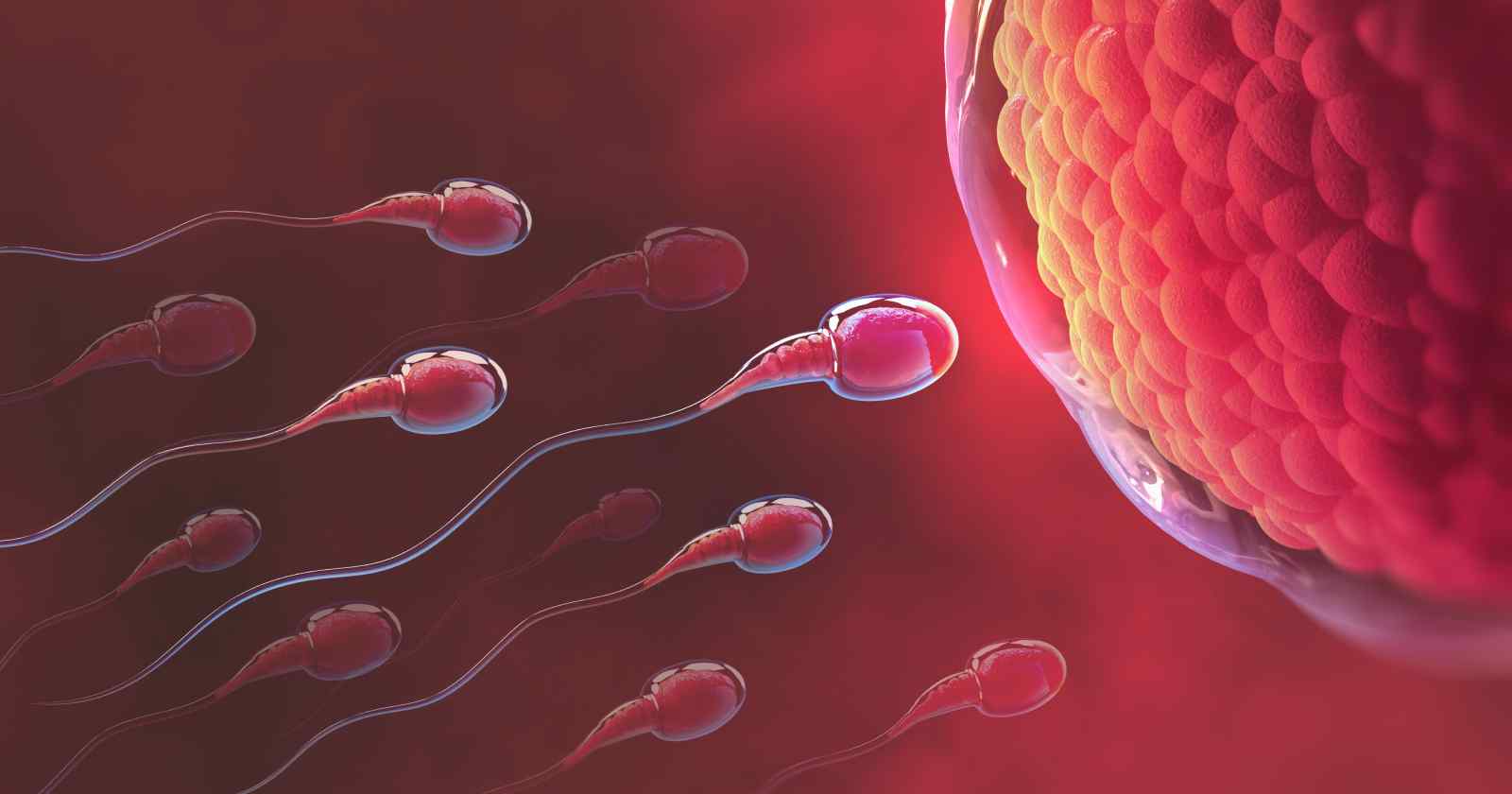 Fruchtbarkeit – Mythen und Fakten